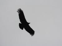EL VUELO DEL CÓNDOR